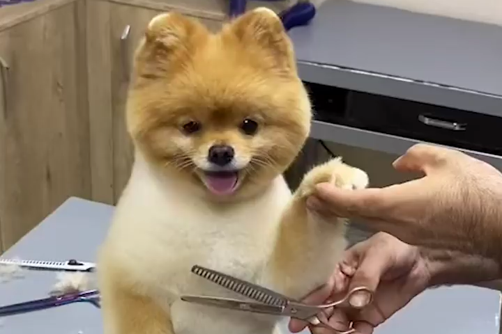 Những Chú Chó Đi Tút Lại Vẻ Ngoài